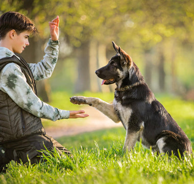 Obedience Unleashed: The Importance of Training Your Dog