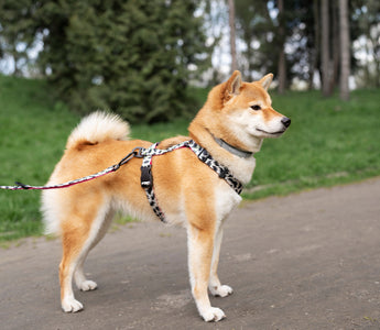 Collars, Leads, and Harnesses: Finding the Right Fit for Your Furry Friend.
