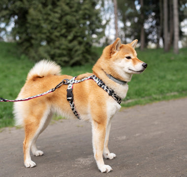 Collars, Leads, and Harnesses: Finding the Right Fit for Your Furry Friend.