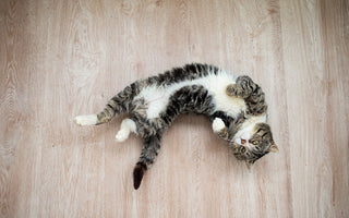 Purr-fectly Stimulated: Understanding the Feline Mind.