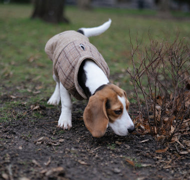 The Art of the Sniff: Why Dogs Need More than Just Walks.