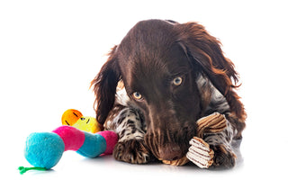 Unleashing Joy: The Importance of Playtime for Dogs